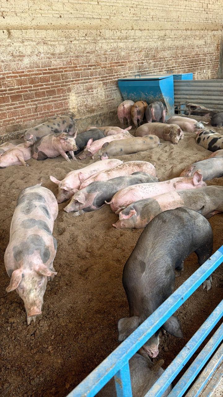 Granja Las Anitas